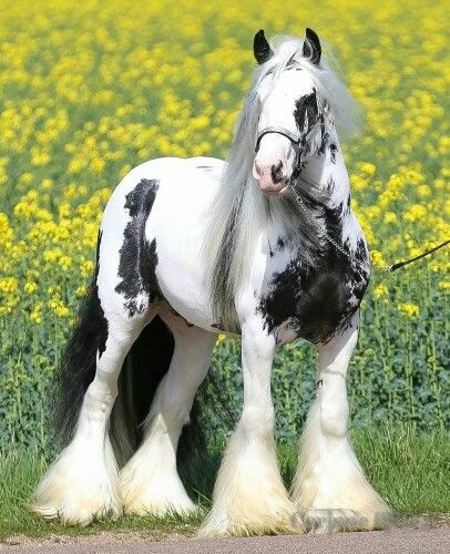 Splash - Gypsy Vanner Stallion.jpg